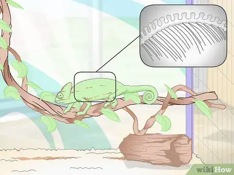 Image titled Prevent MBD in Chameleons Step 9