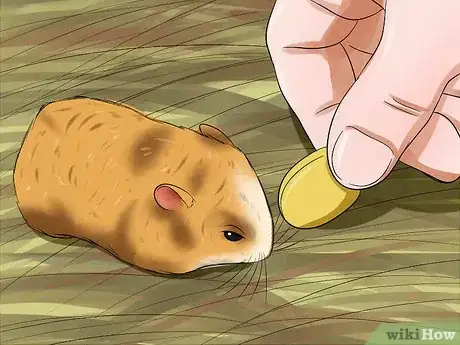 Image titled Tame an Older Hamster Step 12