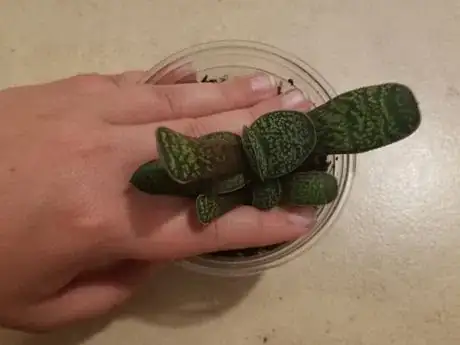 Image titled Placehand