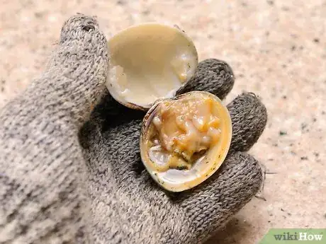 Image titled Shuck Clams Step 10