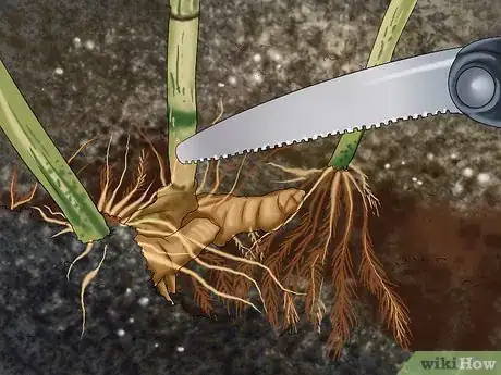 Image titled Grow Ginger in Your Garden Step 2