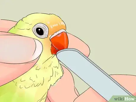 Image titled Treat Lovebirds with Psittacine Beak and Feather Disease Step 6