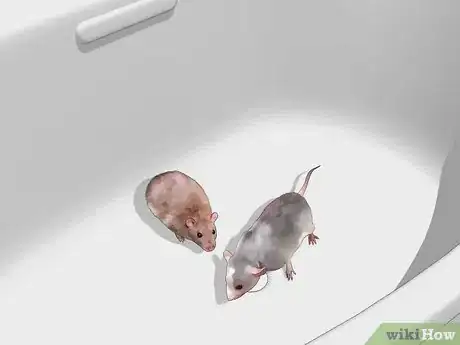 Image titled Introduce Pet Rats Step 4