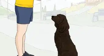 Identify an American Water Spaniel