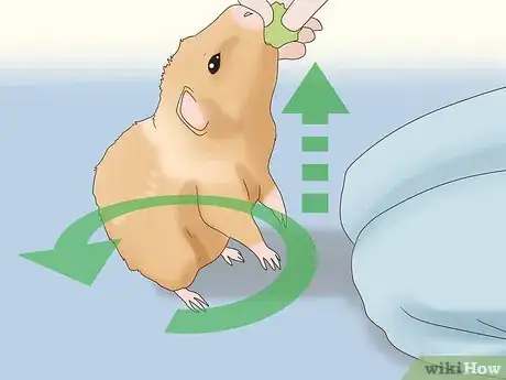 Image titled Teach a Guinea Pig to Do Tricks Step 7