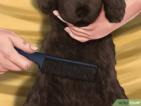 Image titled Brush an Irish Water Spaniel Step 5