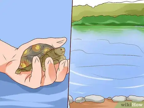 Image titled Catch Water Turtles Step 8