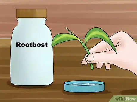 Image titled Propagate a Golden Pothos Step 3