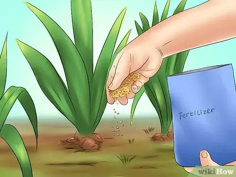 Image titled Deadhead an Iris Step 9