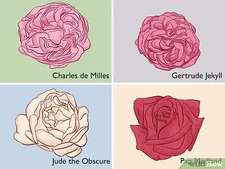 Image titled Buy Rose Bushes Step 11