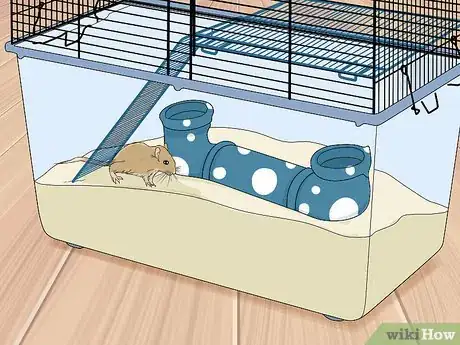 Image titled Choose a Gerbil Breed Step 7