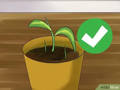 Image titled Propagate a Golden Pothos Step 8