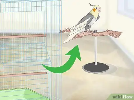 Image titled Clean a Cockatiel Habitat Step 1