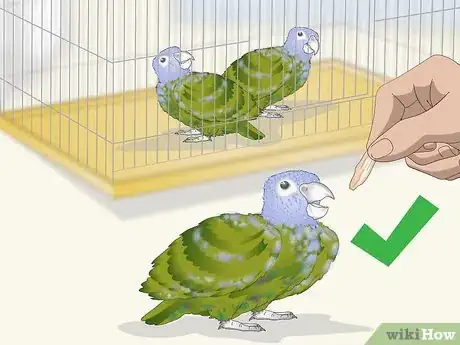 Image titled Bond with a Pionus Parrot Step 3
