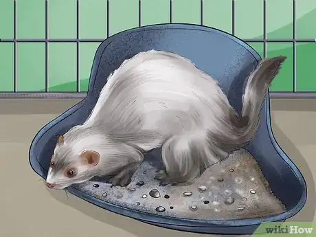 Image titled Reduce Ferret Odor Step 5