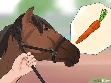 Image titled Train a Horse to Shake a Hoof Step 2