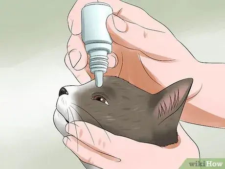 Image titled Treat Feline Cataracts Step 3