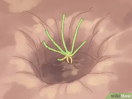 Image titled Plant a Climbing Rose Step 8