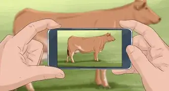 Identify Maine Anjou Cattle