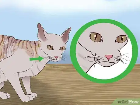 Image titled Identify a Cornish Rex Step 5