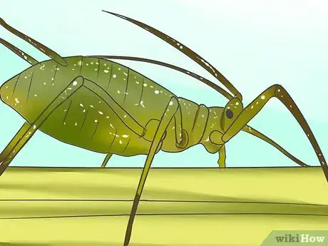 Image titled Grow Asters Step 19