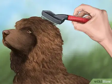 Image titled Brush an Irish Water Spaniel Step 6