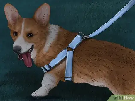 Image titled Walk Your Dog at Night Step 2