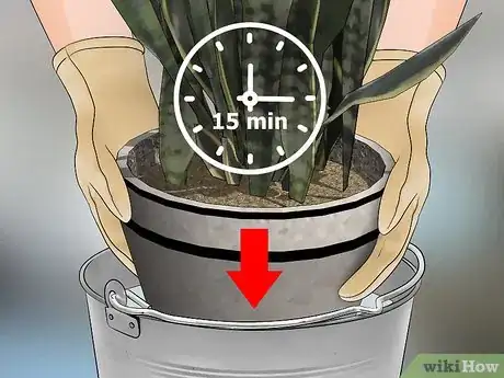 Image titled Remove Ants from Potted Plants Step 8