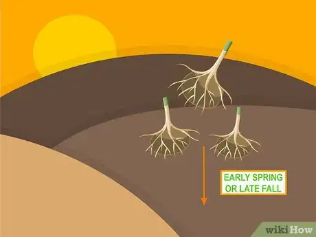 Image titled Grow Stargazer Lilies Step 04