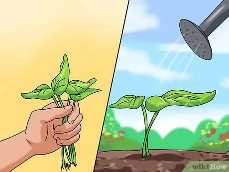 Image titled Grow Sorrel Step 10