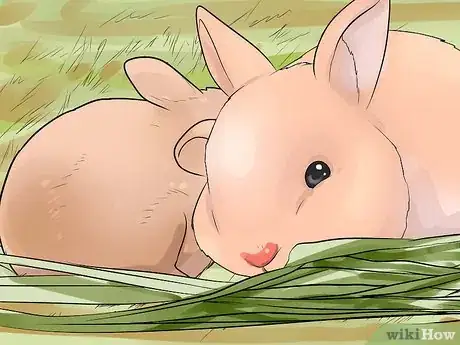 Image titled Care for Palomino Rabbits Step 9