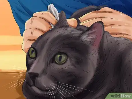 Image titled Care for a Korat Step 4