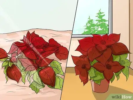 Image titled Grow Poinsettia Step 1