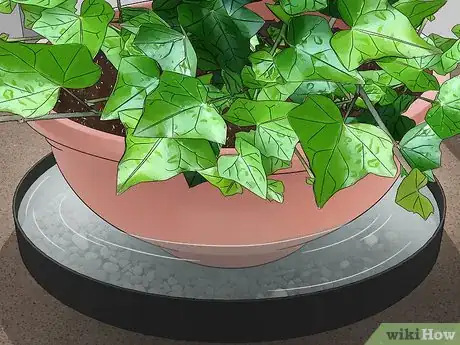 Image titled Grow English Ivy Indoors Step 10