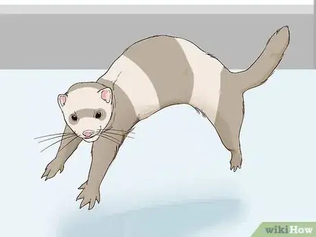 Image titled Let Your Ferret Out of Its Cage Step 9