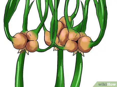 Image titled Grow Winter Onions Step 14