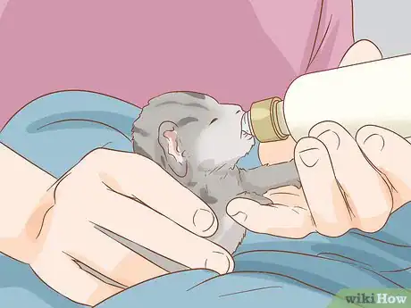 Image titled Treat Cleft Palate in Cats Step 7