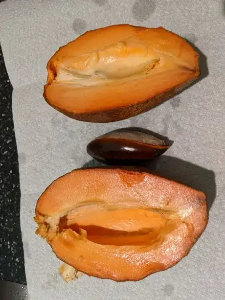 Image titled MS5 cut with seed