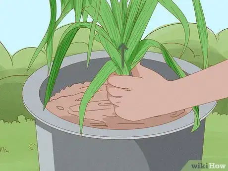 Image titled Grow Leeks from Leeks Step 15
