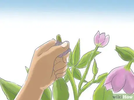 Image titled Care for a Lenton Rose Step 6