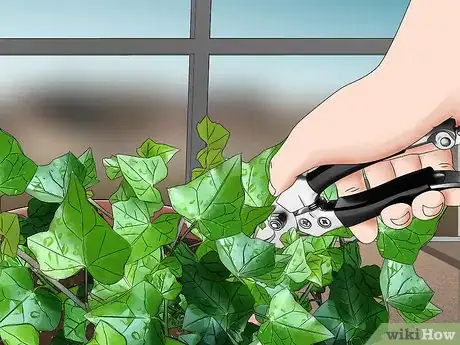 Image titled Grow English Ivy Indoors Step 12