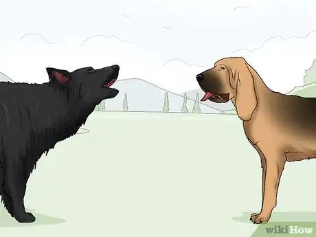 Image titled Identify a Belgian Sheepdog Step 14