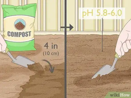 Image titled Transplant Hollyhocks Step 6