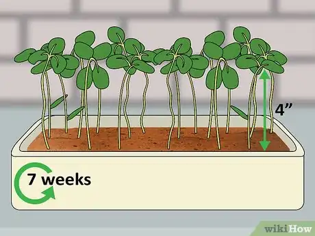 Image titled Harvest American Cress Step 8