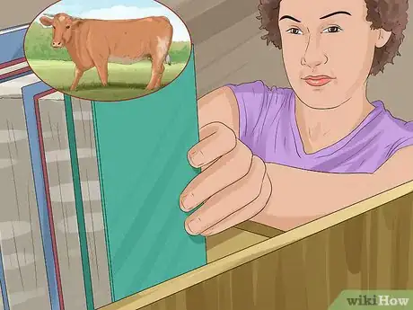Image titled Identify Maine Anjou Cattle Step 11