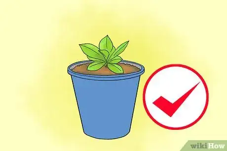 Image titled Grow Lisianthus Step 5