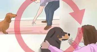 Teach a Dog to Read Sign Language