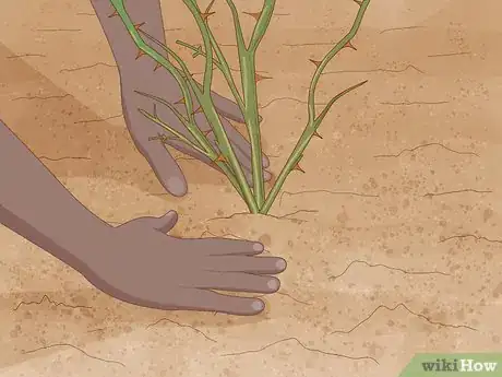 Image titled Plant Bare Root Roses Step 1