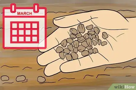 Image titled Grow Lisianthus Step 6