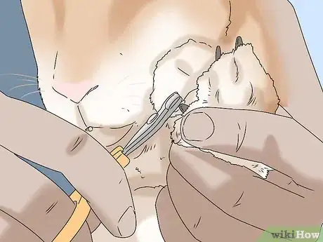 Image titled Keep Your Rabbit Healthy Step 10